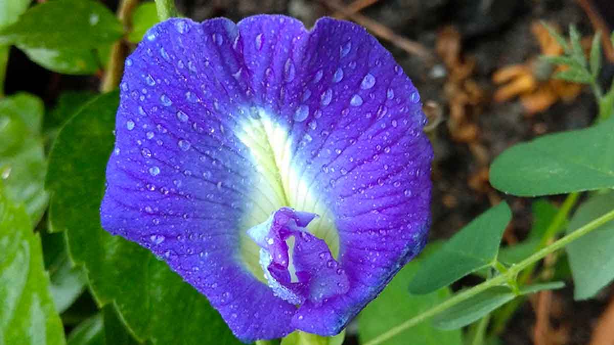 shankhapushpi flower reduces diabetes 